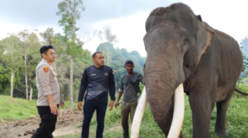 Langkah Nyata Kapolsek Tapung Hilir di Hari Bhayangkara ke 79: Jaga Gajah Liar dan Lindungi Warga