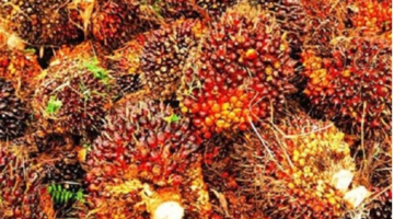 Merasa Aman dan Selalu Lolos dari Kejaran Aparat, DPO Berinisial ZR Diduga Terlibat Pencurian Buah Sawit TBS Milik BUMN PT Agrinas Palma Nusantara