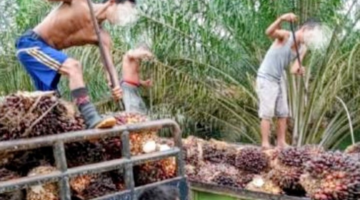 Merasa Aman dan Selalu Lolos dari Kejaran Aparat, Kepolisian DPO atas Nama ZR Bin BM Diduga Lakukan Pencurian Buah Sawit TBS Milik BUMN PT Agrinas Palma Nusantara